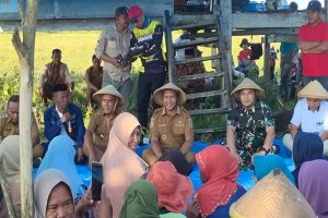 Bupati Muna Barat Sosialisasikan Penanaman Padi di Lawada Dorong Ketahanan Pangan dan Produktivitas Pertanian