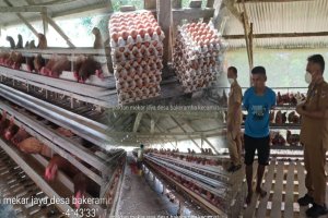 Kepala Dinas Pertanian Muna Barat Lakukan Monev Bantuan Ayam Petelur