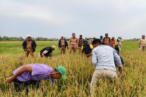 Dinas Pertanian Kabupaten Muna Barat Gelar Panen Bersama di Desa Lawada Jaya