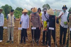 Kolaborasi Polres dan Pemda Muna Barat:   Penanaman Jagung Serentak di Desa Lakalamba