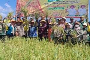 Bupati Muna Barat Hadiri Panen Raya Padi Inpari 42 dan Berkomitmen Tingkatkan Kesuburan Tanah